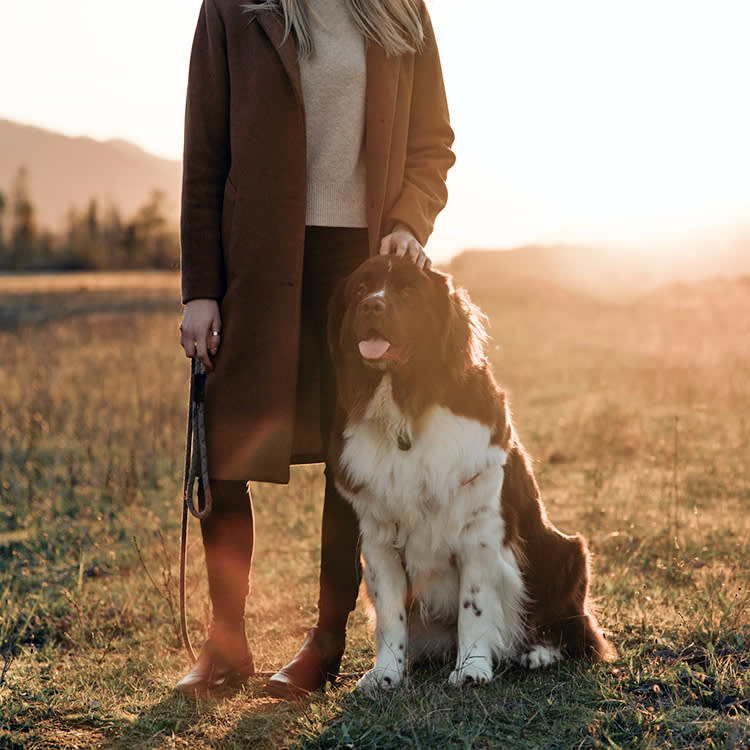 Why Your Late Pet Keeps Showing Up in Your Dreams