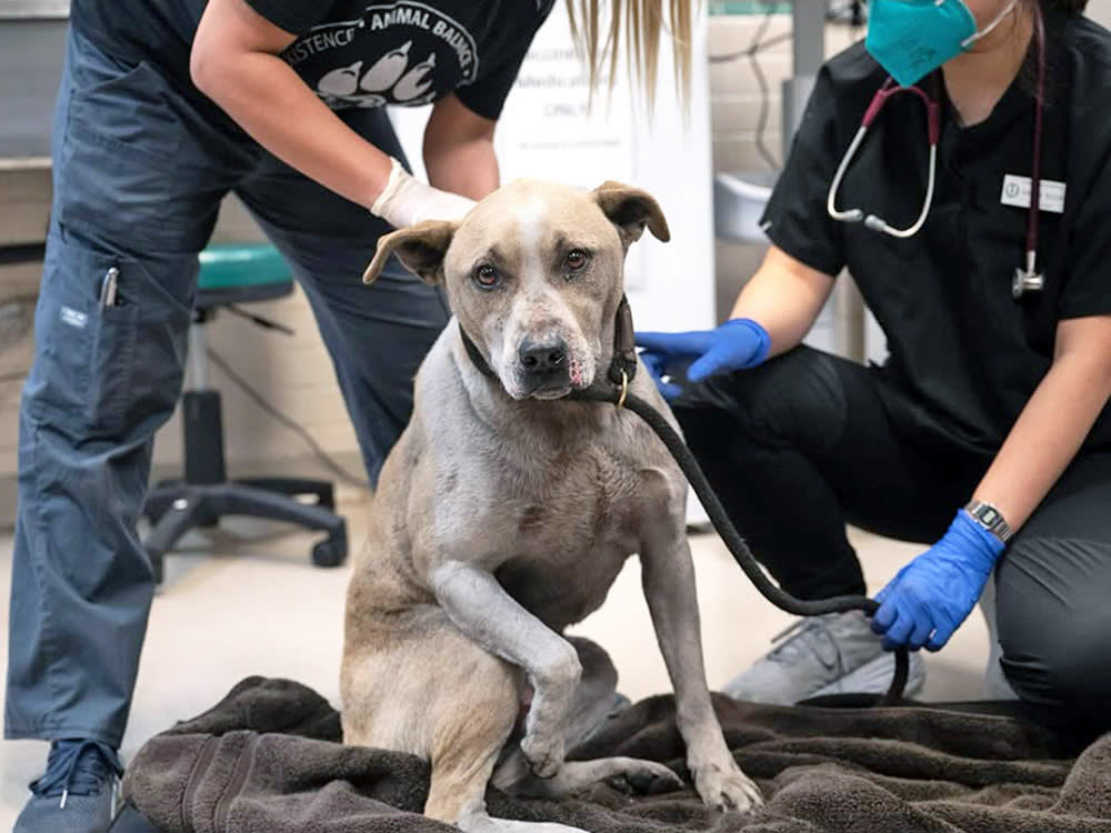 One Shelter Took In 800 Animals While LA Burned. Here's How to Repay Them.