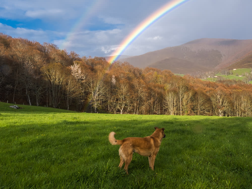 Your Dog Can Roam Edith Wharton's Estate. For Free.