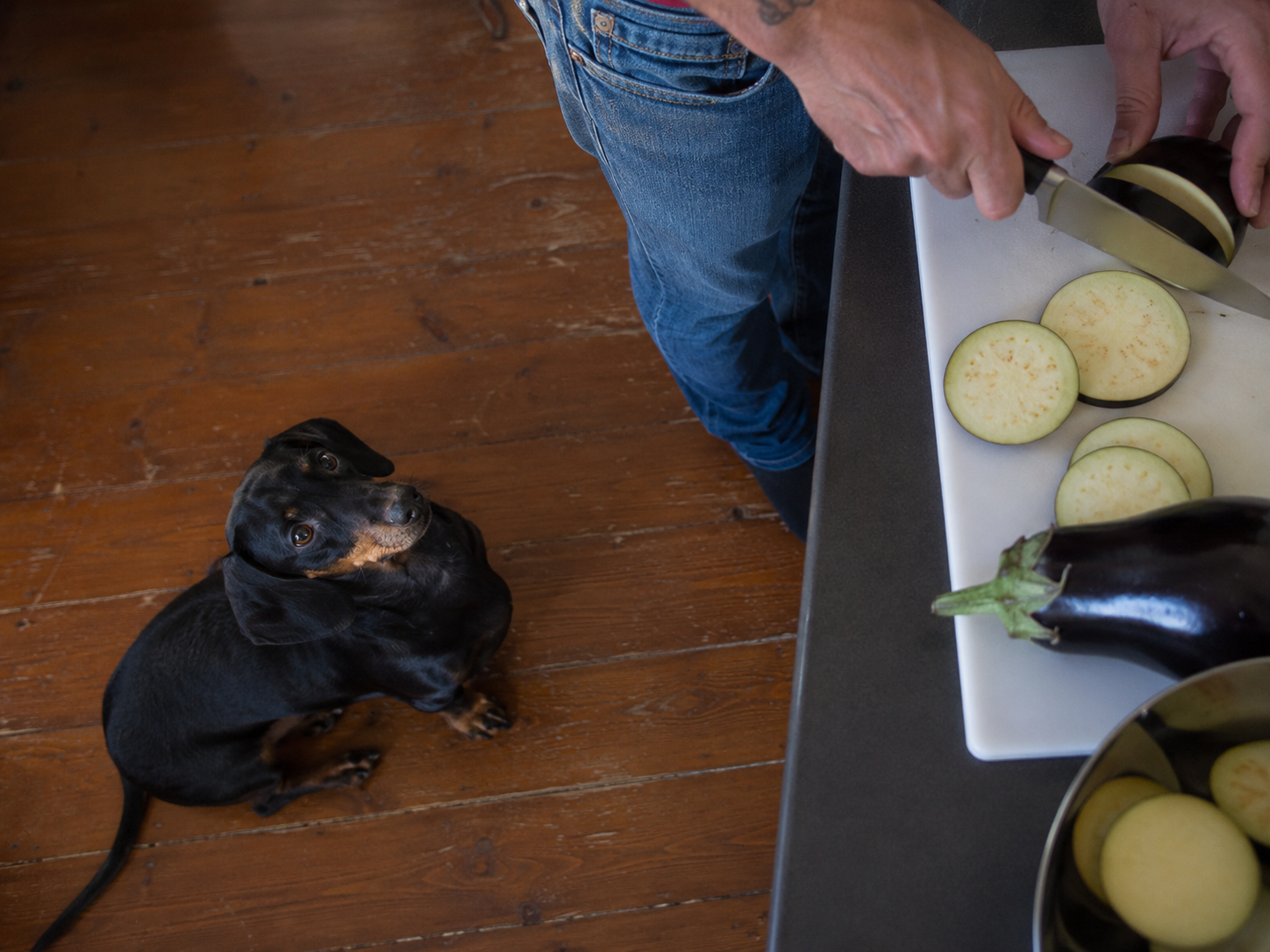Eggplant Isn't the Nightshade to Fear for Your Dog