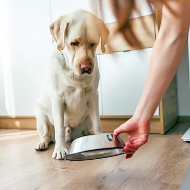 The Dog Treat Recall Where Nobody Got Sick, and Why That's the Story