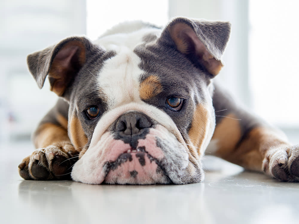 The English Bulldog Isn't Dying Out. Its Own Breed Standard Is Killing It.