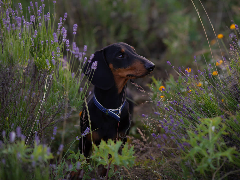 The Same Scents That Calm a Shelter Dog Can Poison Yours