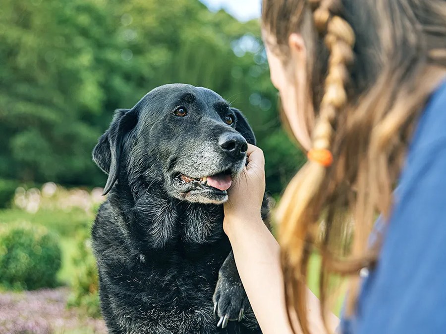 'You'll Just Know' Is the Cruelest Advice in Pet Care. Ask These 12 Questions Instead.