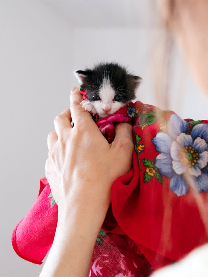 Fading Kitten Syndrome Is a Race Against the Clock. Here's How to Win It.