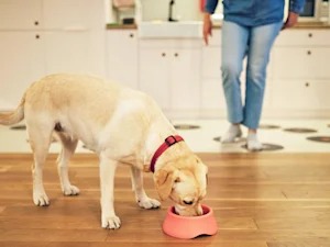 The Fake-Kidnapping Dog Trend Punishes the Dog, Not the Prankster