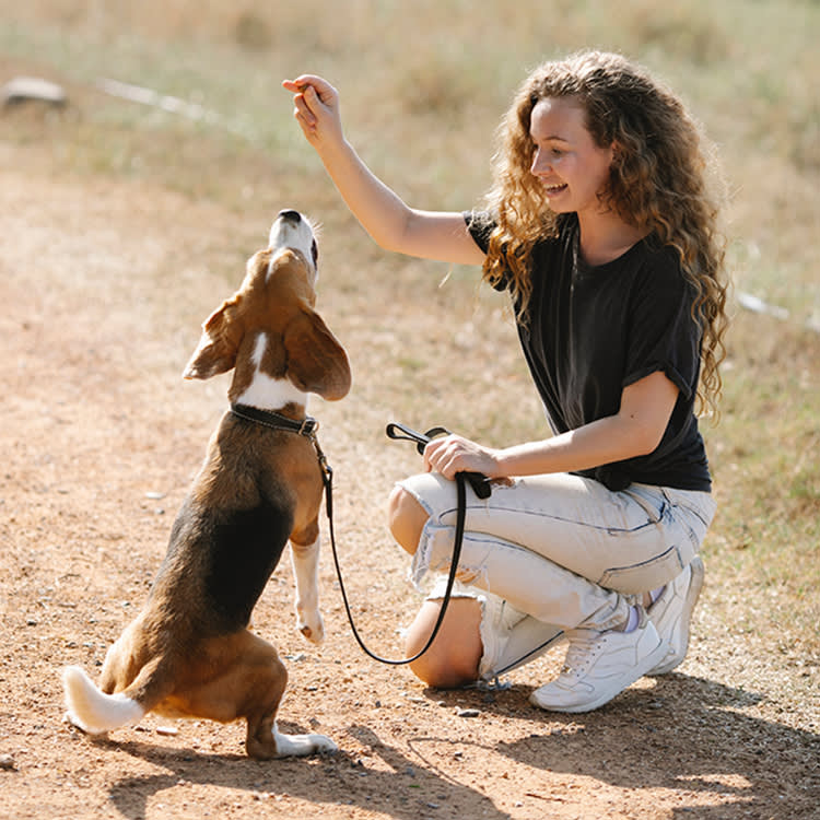 Your Dog's Panic at the Vet Isn't the Price of Care. It's a Fixable Problem