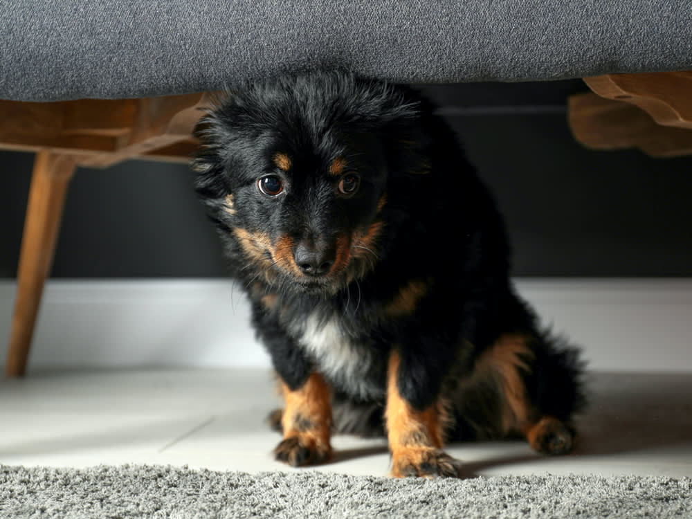 Your Dog Isn't Aggressive at the Door. He's Scared, and the Door Makes It Worse.