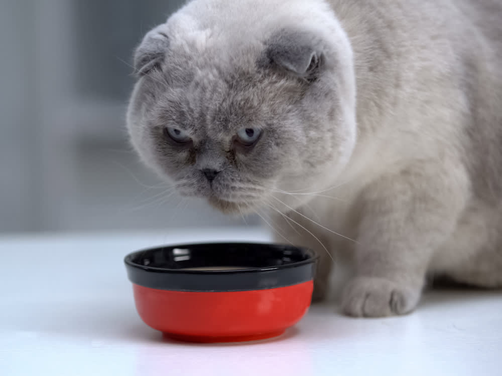 Insulin Isn't the Only Answer for a Diabetic Cat Anymore