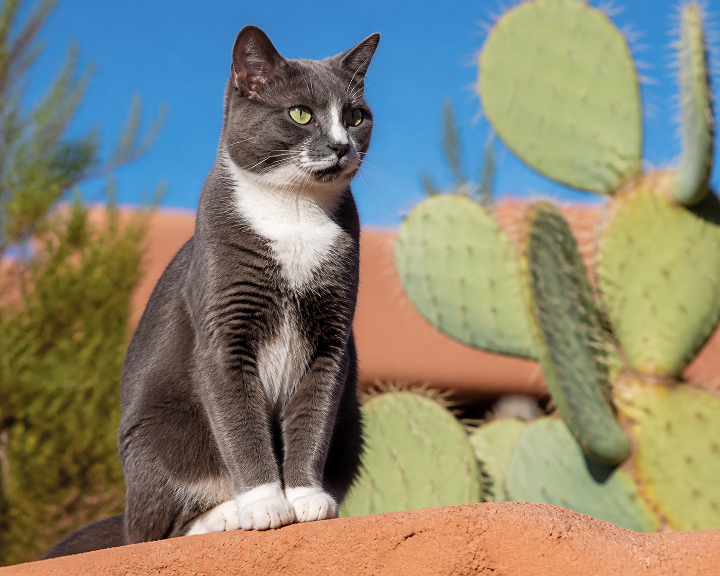 She Rented a House in Tucson and Inherited 30 Cats. The Internet Did the Rest.