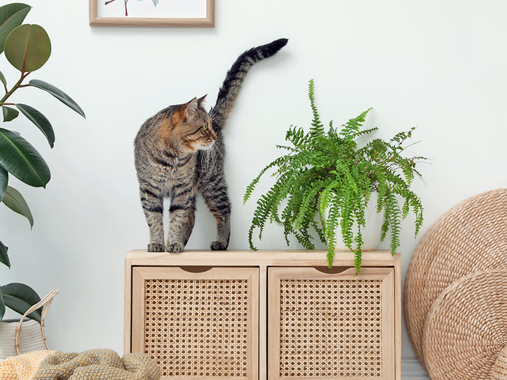 The Real Ferns Are Safe for Cats. It's the Fakes That Aren't
