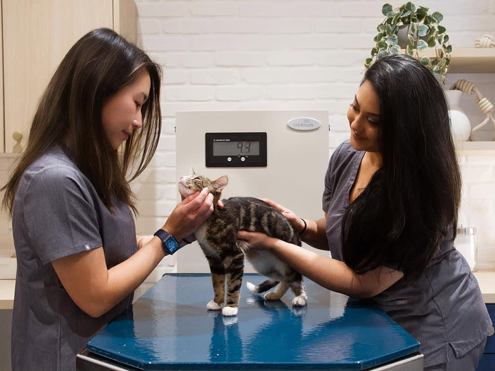 The Best Cat Vet on Paper Might Be Wrong for Your Cat