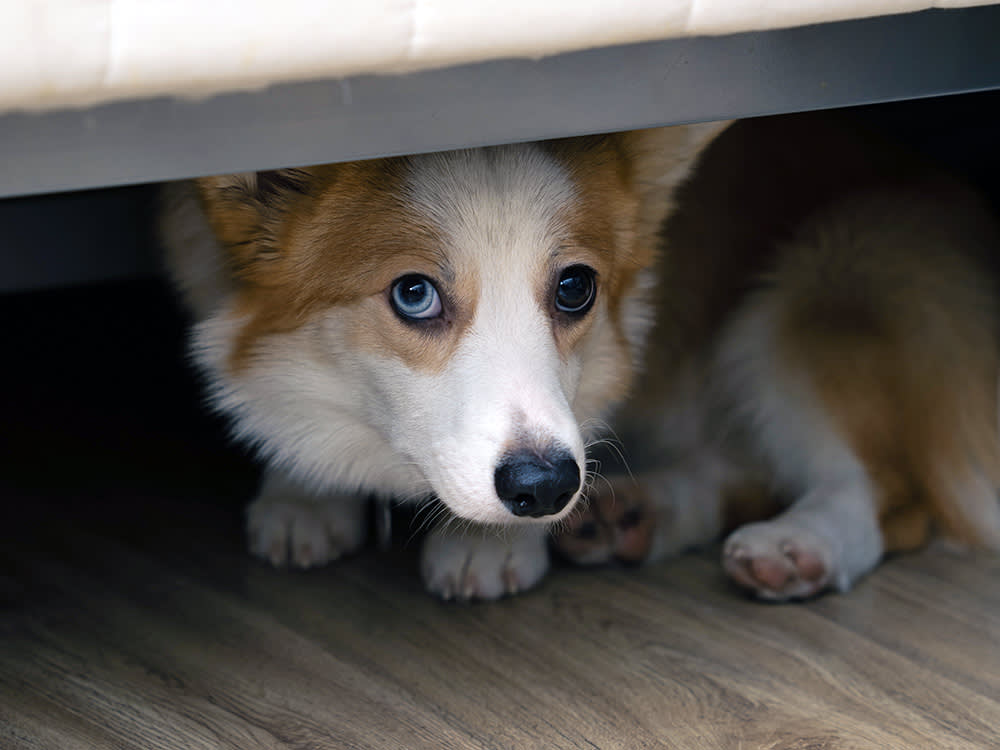 July 5 Is the Busiest Day at the Shelter. Here's the Fireworks Kit That Keeps Your Dog Home.