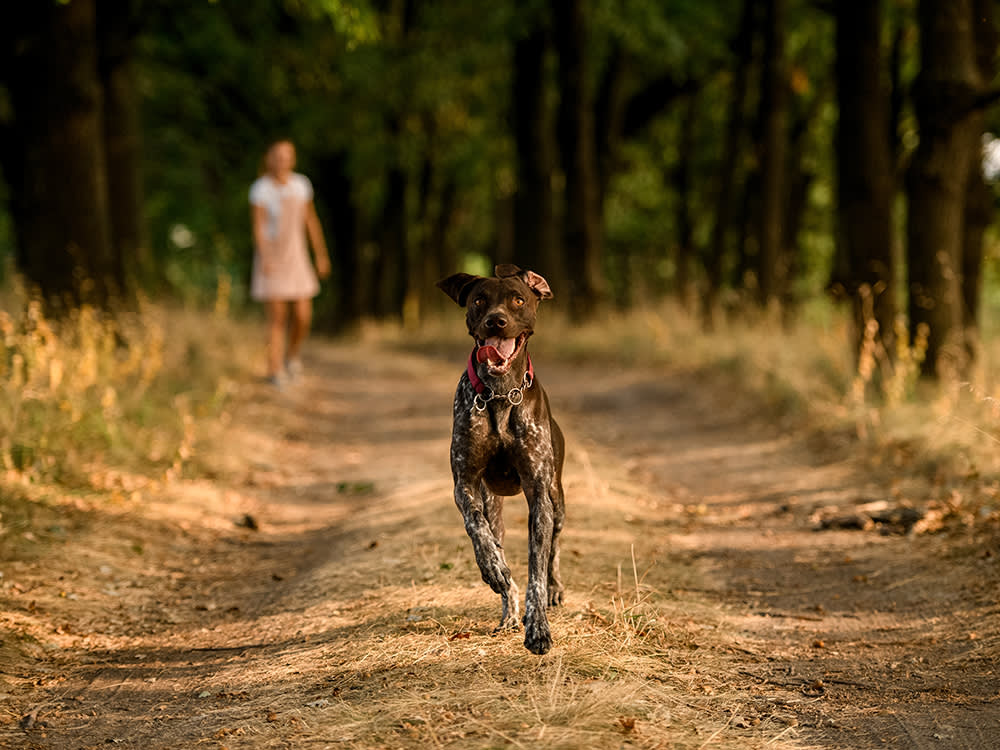 Your Dog Isn't Stubborn. Your Recall Cue Is Broken.