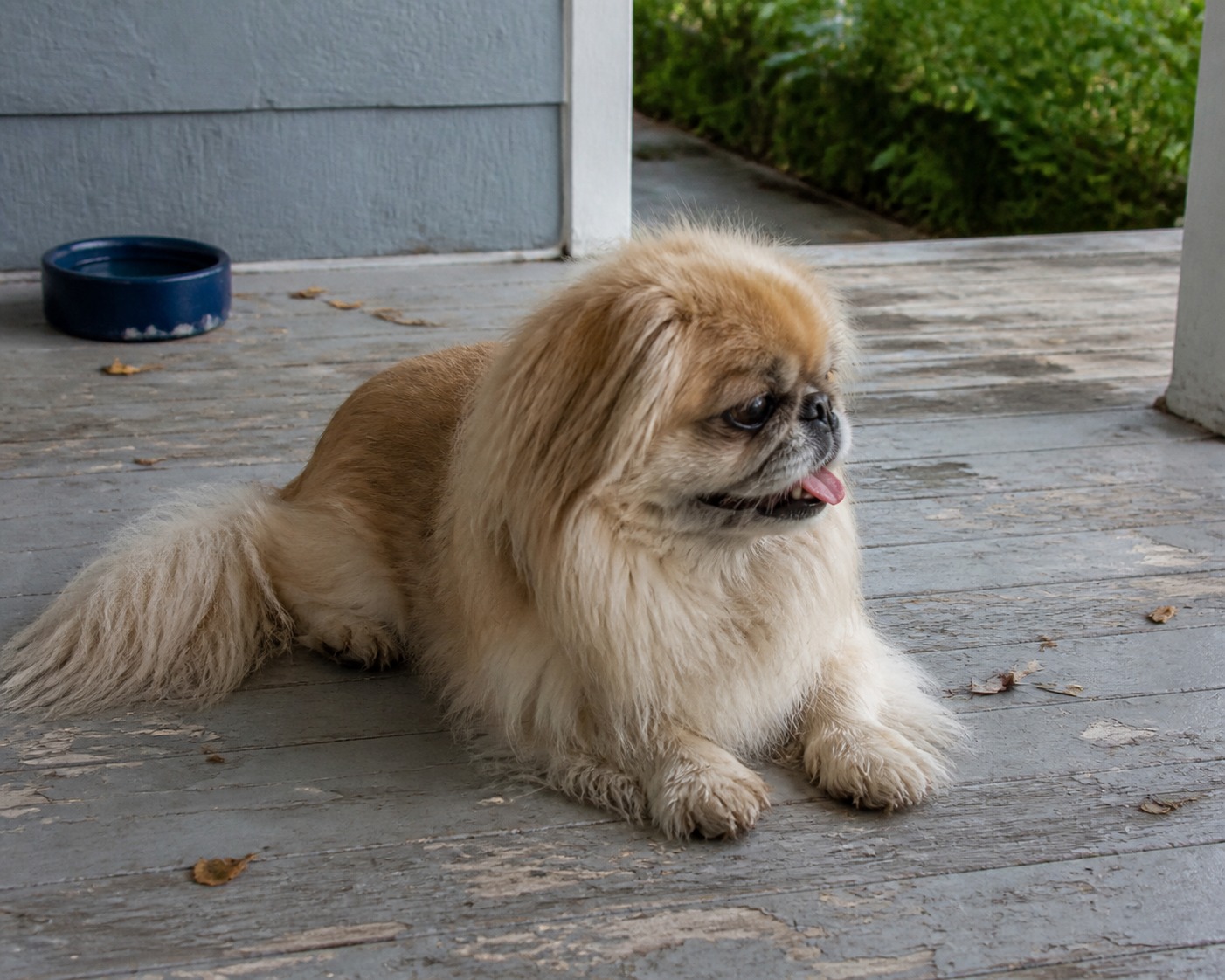 A Flat Face Isn't the Only Warning Sign: What a 14-Breed Breathing Study Means