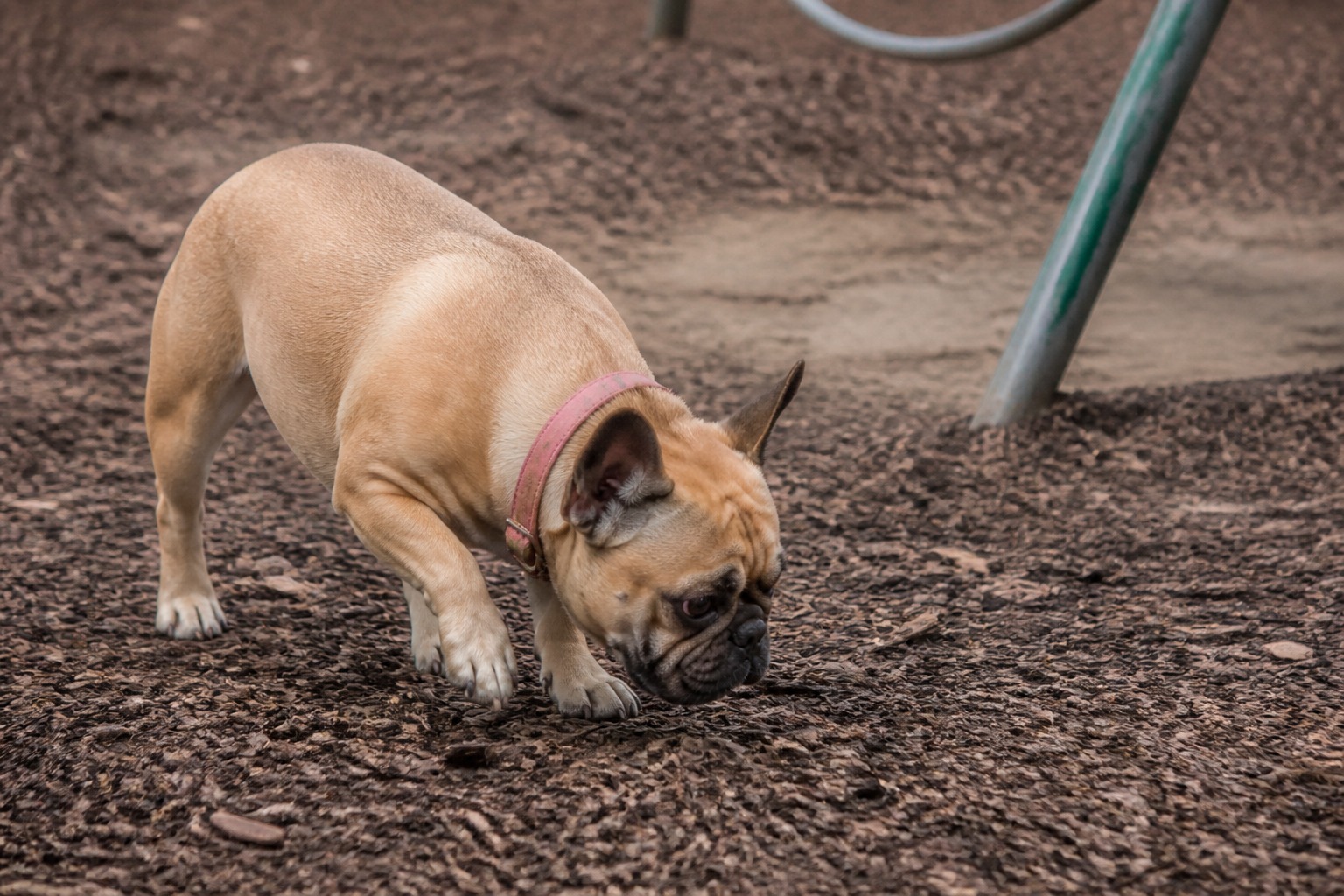 That 'Calm' Flat-Faced Dog? The Science Says It's Mostly How You Raised Them.