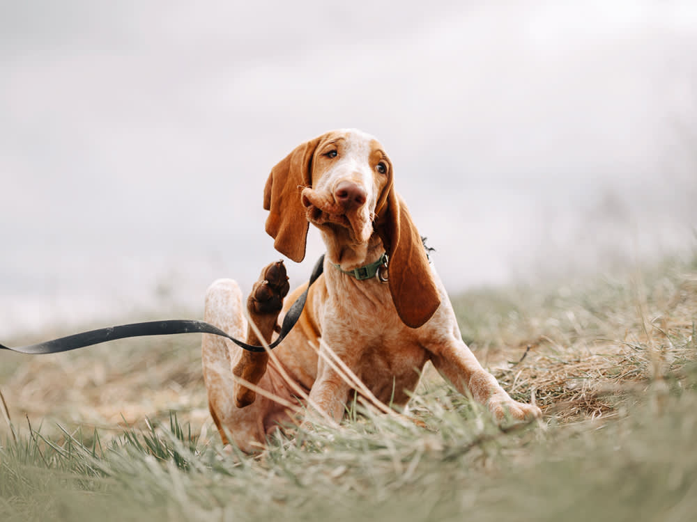 The Fleas on Your Dog Are 5% of the Problem. The Rest Is in Your Carpet