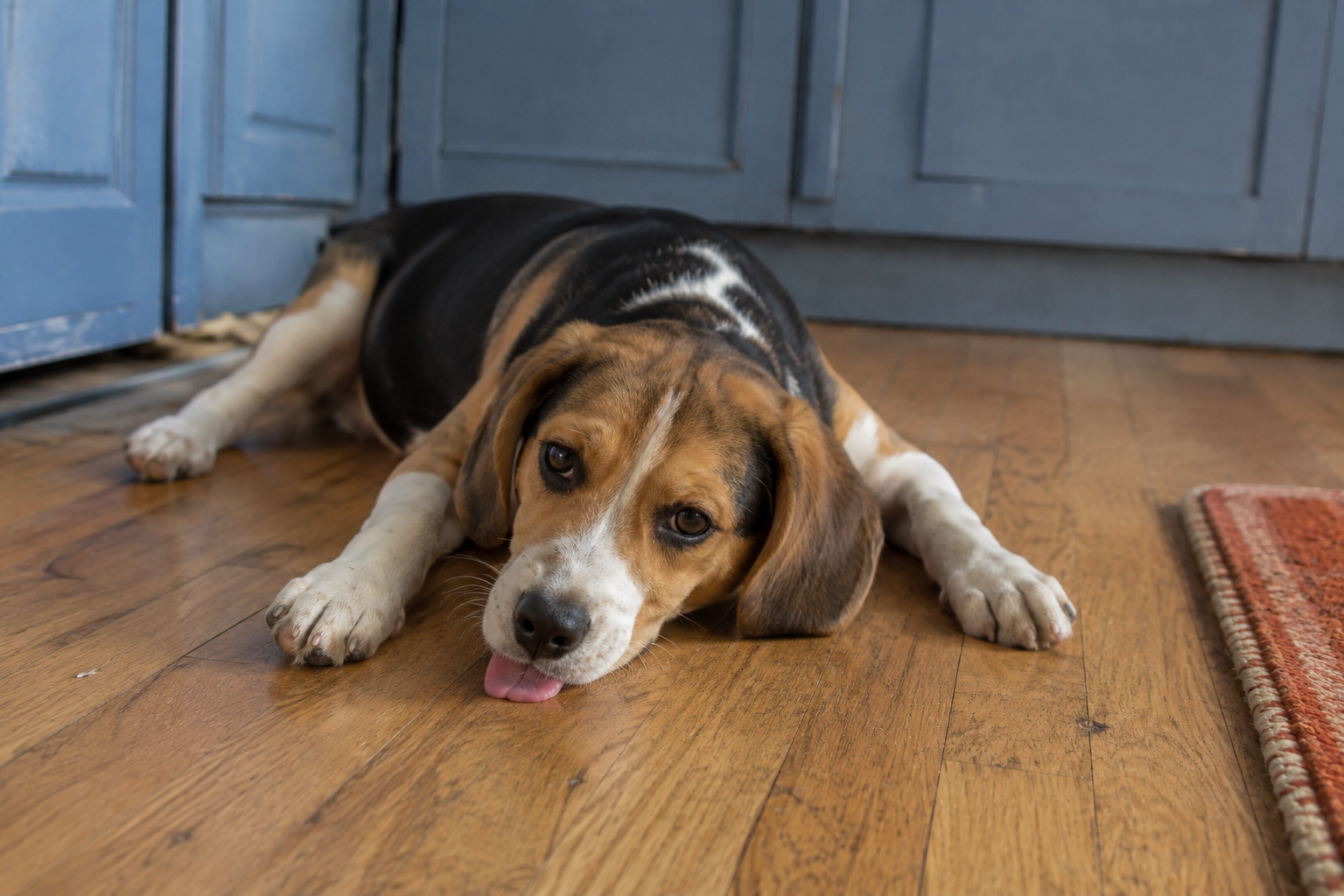 Floor Licking Is a Stomach Symptom Until Proven Otherwise