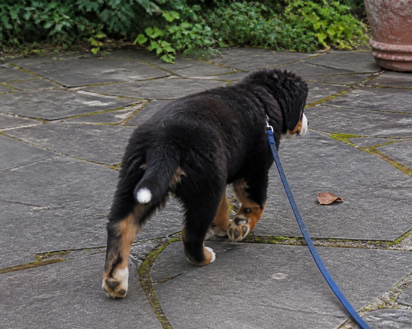 Your Dog Has a Favorite Paw. What Its 'Strength' Says About Their Nerves Is the Real Surprise.
