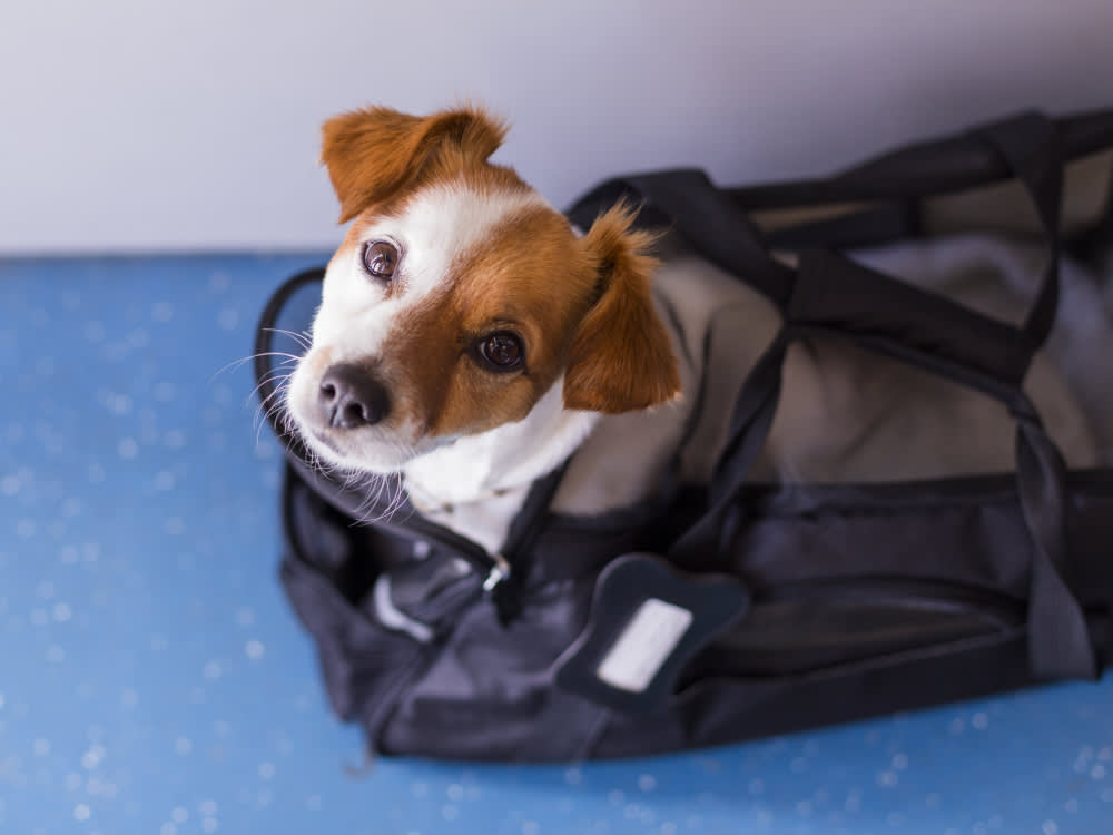 The Flight Is the Easy Part of Flying With Your Dog