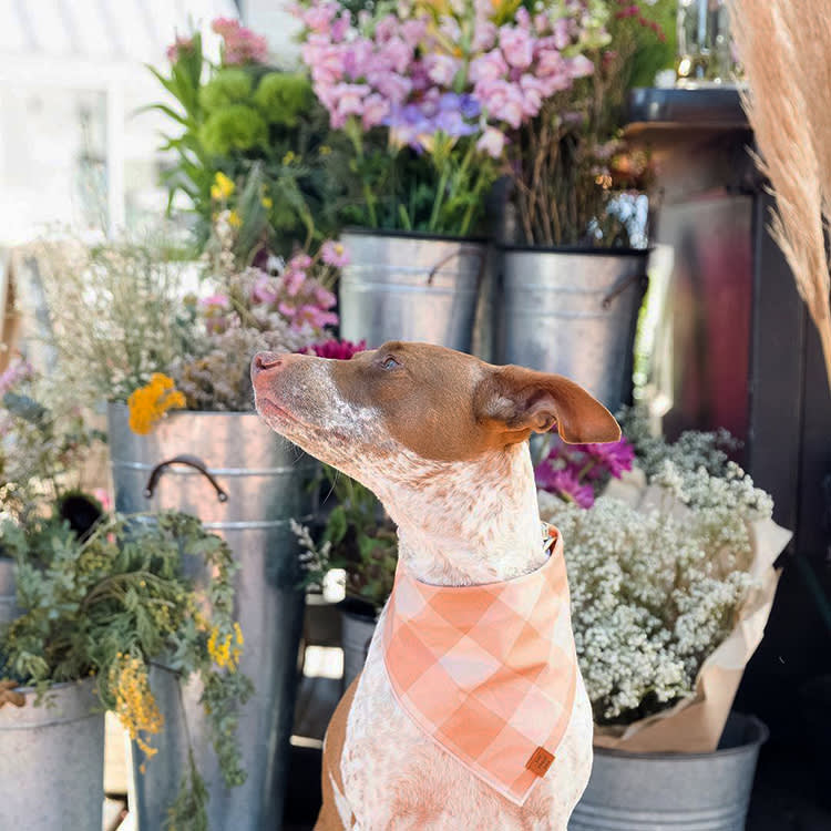 This Pet Brand Recycled 500,000 Water Bottles Into Dog Beds, and Made Them Cute