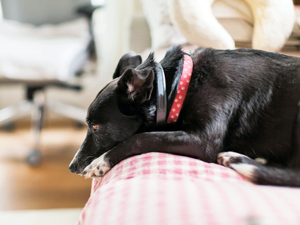 Before You Switch Your Dog's Food for Anal Gland Trouble, Fix the Stool First