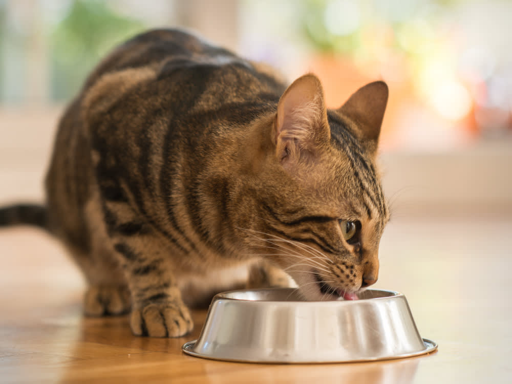 The Foods That Poison Cats Are Hiding in Plain Sight