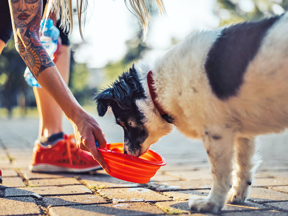 Forever Chemicals Are in Your Dog and Cat, Too. Here's What Actually Lowers the Load.