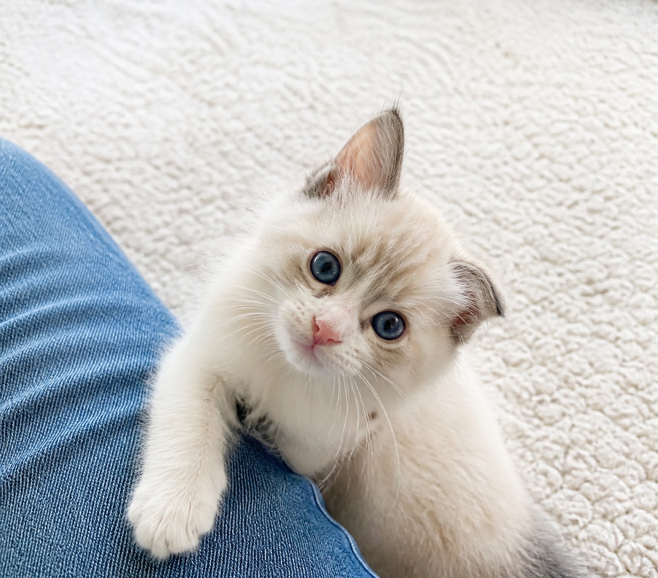 Before You Foster a Cat, Solve the Two Things Everyone Underestimates