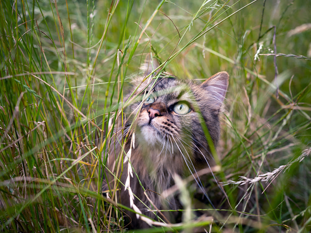Foxtails Aren't Just a Dog Problem. For Cats They Can Be Deadly.