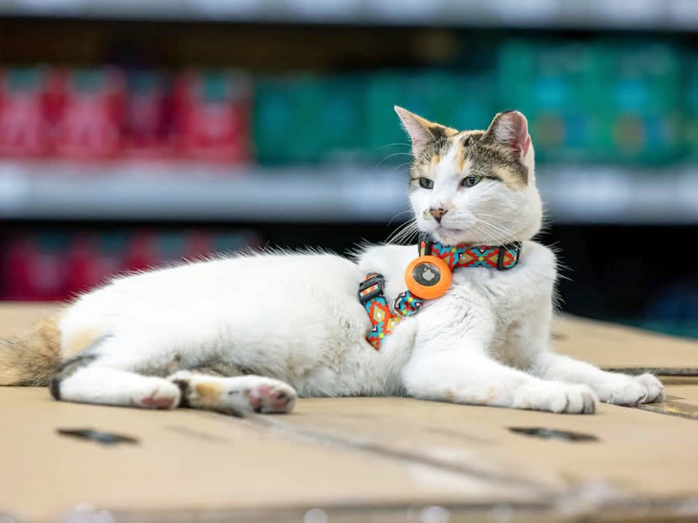 A Whole City Spent 20 Days Hunting for a Hardware-Store Cat. It Worked.