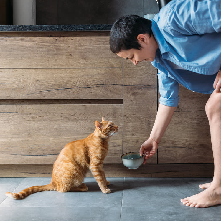 Your Cat Is Dehydrated by Design. Here's How to Fix It.