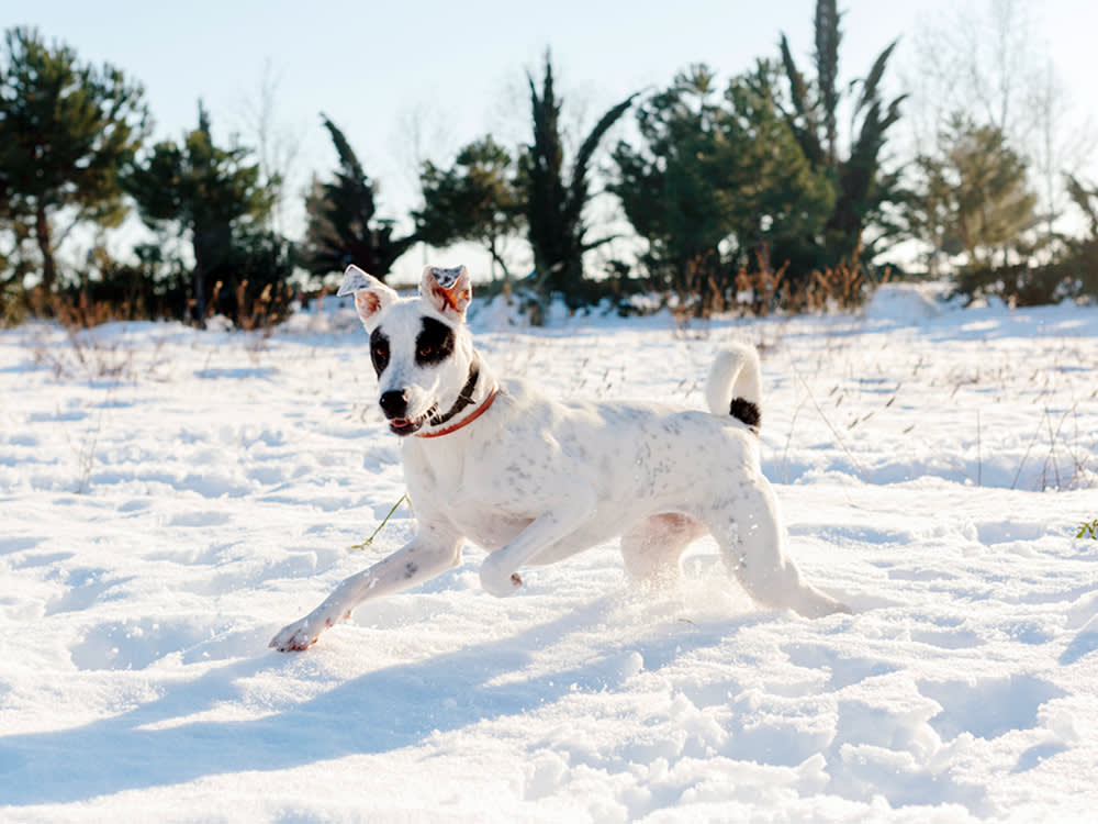 You Can't Bribe a Snow-Drunk Dog Inside. One Command Actually Works.