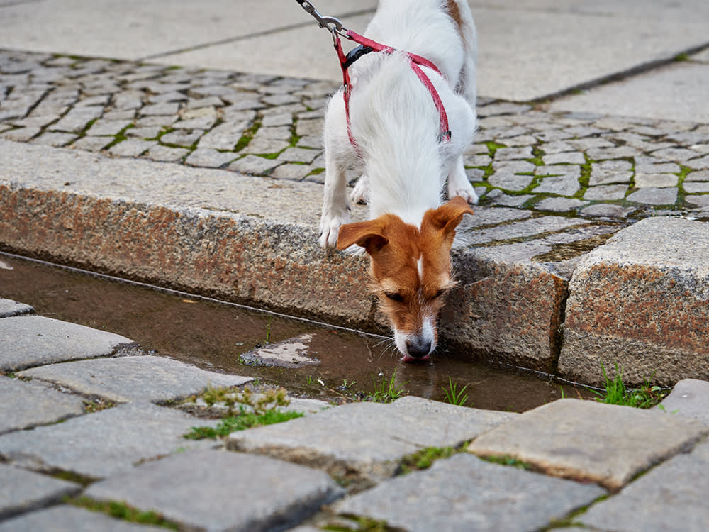 Your Dog Drinks From Puddles. There's a Parasite Waiting in Them.