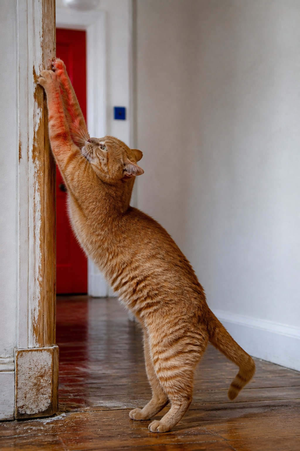 Your Cat Isn't Attacking the Wall. Read the Spot.
