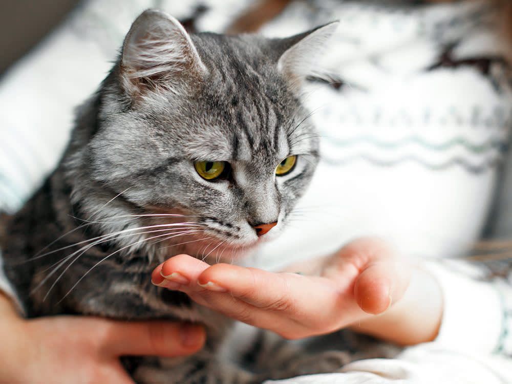 The Benadryl Trap: Why the Go-To Cat Remedy Usually Fails, and What Works