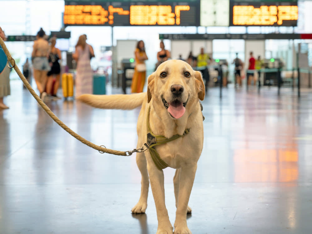 Pets Keep Dying in Cargo Holds. One Country Wants to Force a Global Fix.