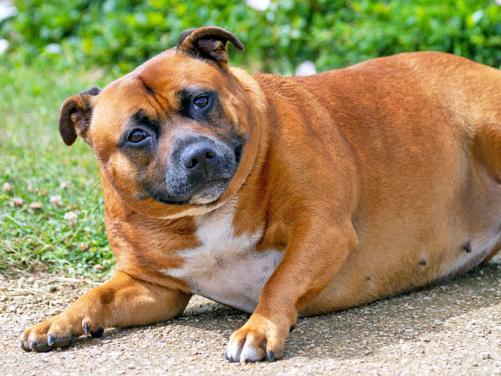 A Six-Month 'Ozempic' Implant for Fat Cats Is Already in Trials