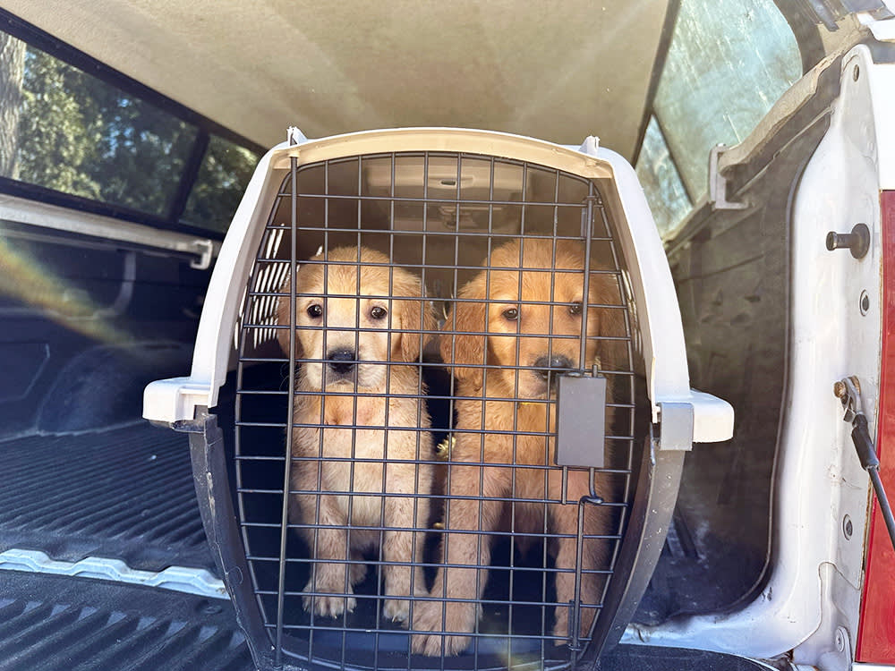 27 Golden Retrievers, One Backyard: Inside a Rhode Island Rescue