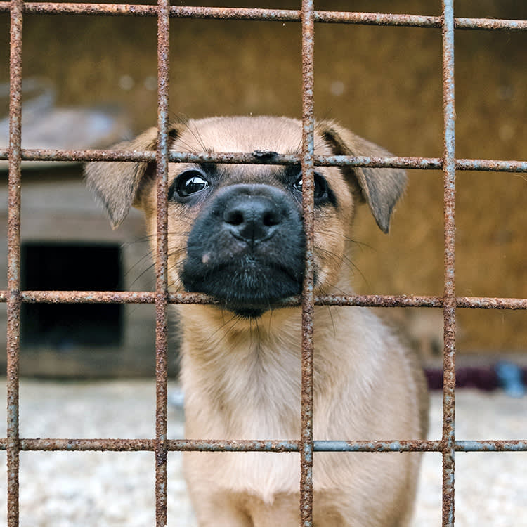 The Law to Stop Puppy Mills Already Exists. This Bill Makes the USDA Use It.