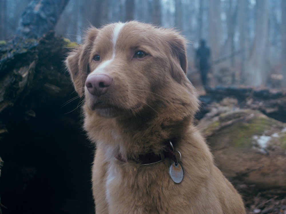 A Dog Is Running for Best Actor. His Movie Actually Earns It.