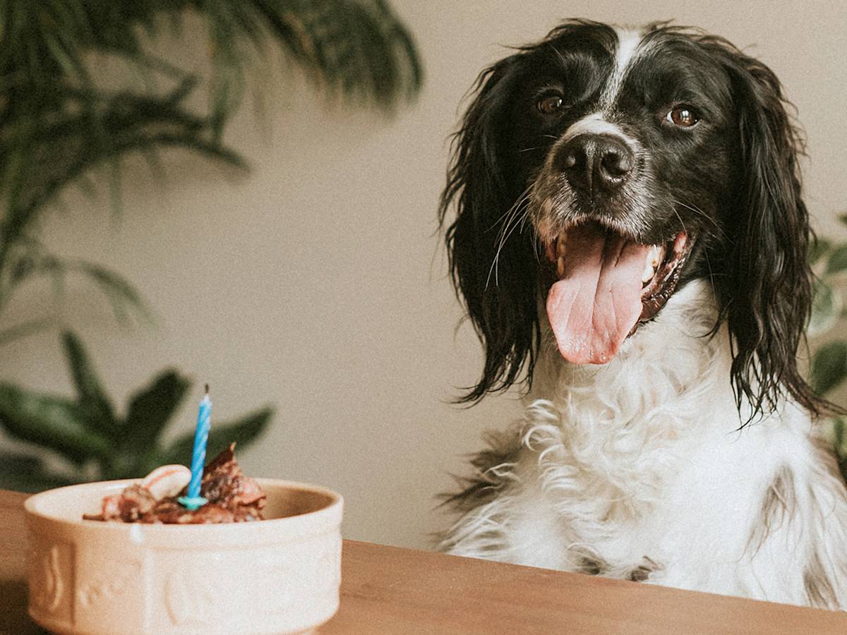 Your Dog Can't Read a Calendar. Throw the Gotcha Day Party Anyway.
