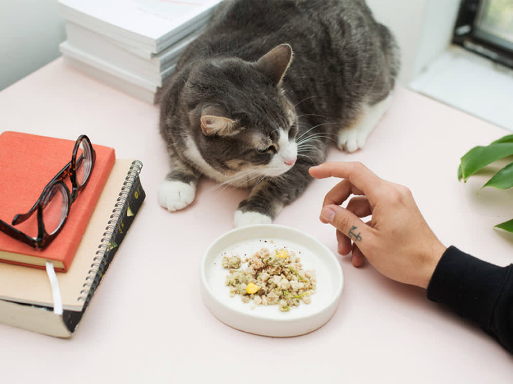 Grain-Free Cat Food Solves a Problem Your Cat Doesn't Have