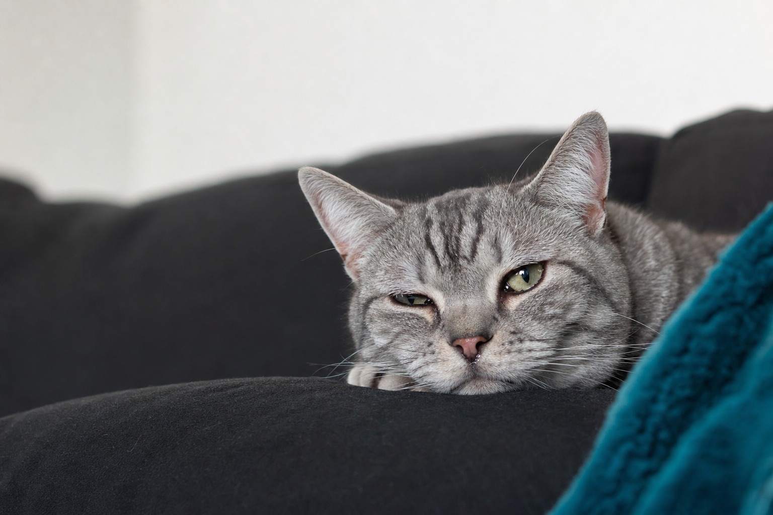 Your Cat's Runny Nose Has a Color Code. Learn to Read It.