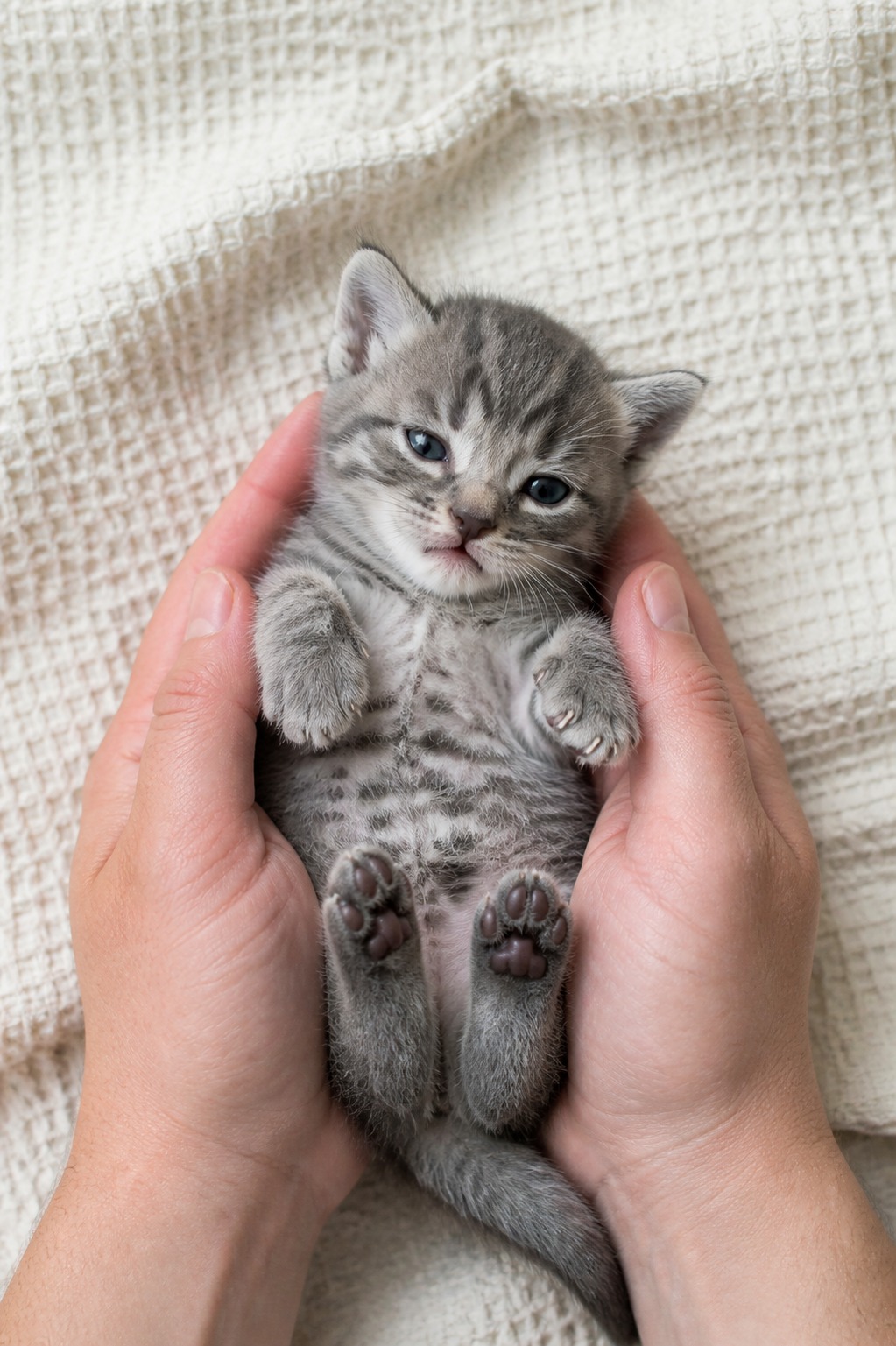Orphaned Kittens Can't Poop on Their Own. Miss This and They Crash Fast.