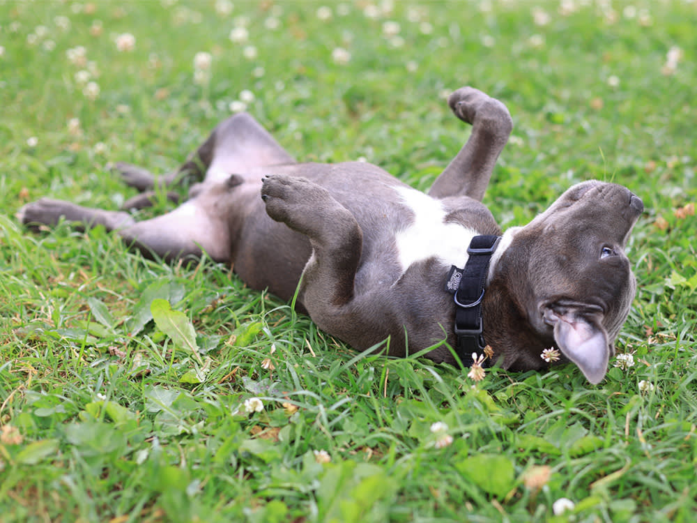 8 Disgusting Things Your Dog Does. Only 3 Are Worth Worrying About.