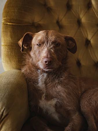 Your Grumpy Dog Might Be the Sharpest One at the Park