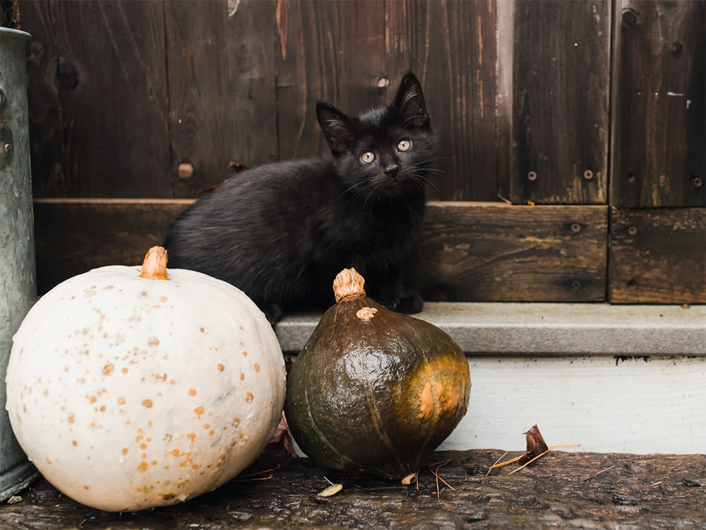 Halloween Is Your Cat's Least Favorite Night. Six Ways to Fix That.