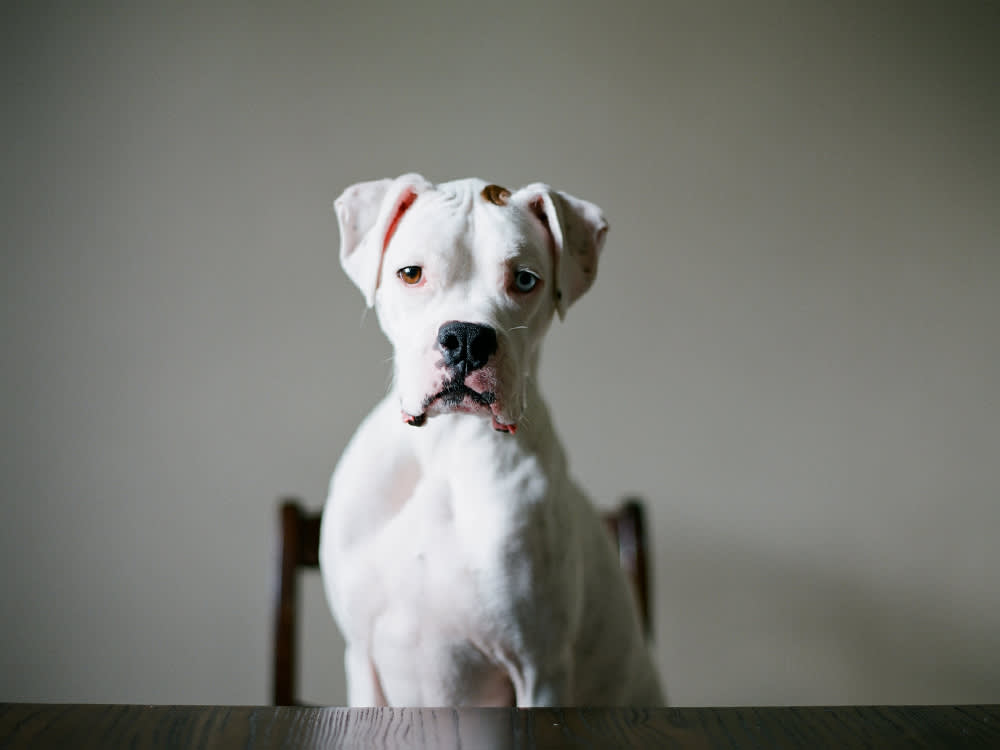 Degenerative Myelopathy: The One Thing That Actually Buys Your Dog More Time