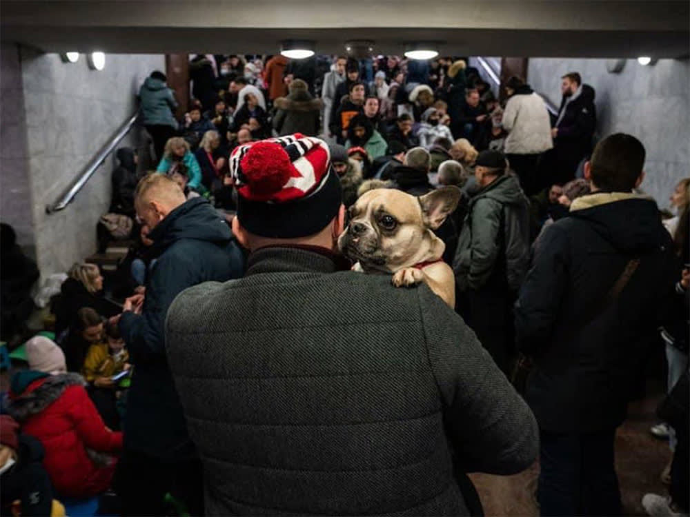 Ukraine's Animals Are Still in the War. Here's How to Actually Help.